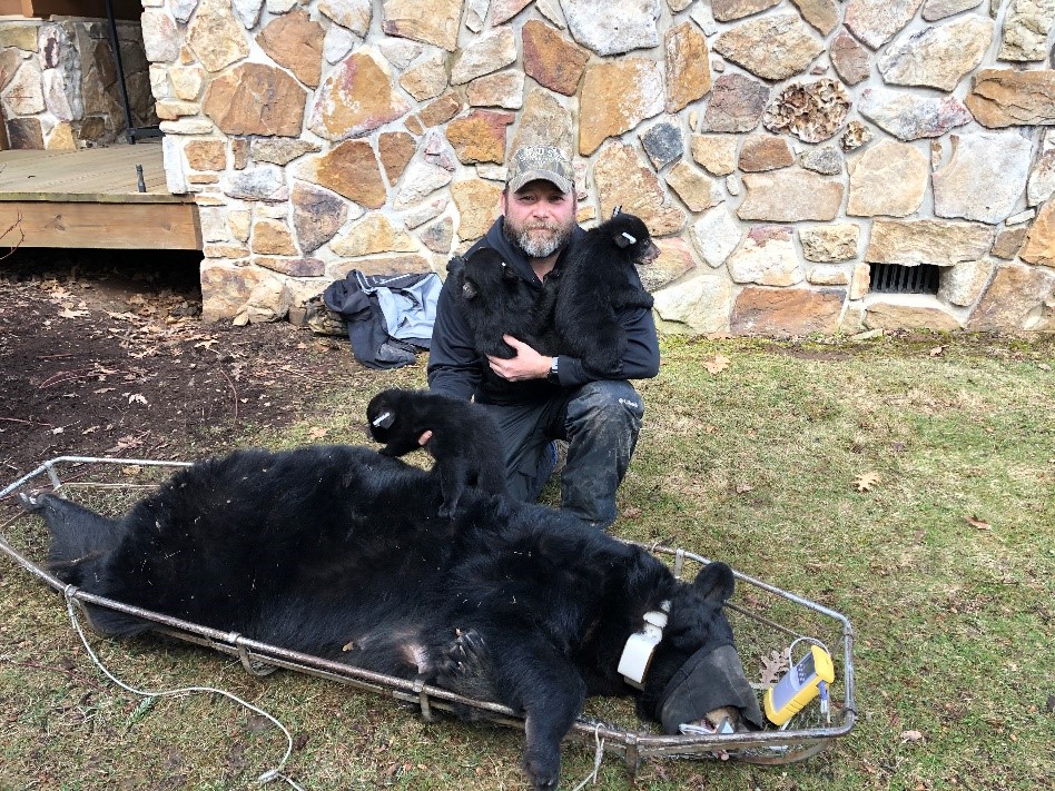 Photo of biologist with sedated mother bear and cubs