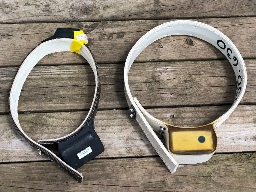 Photo of two types of collars used in bear research
