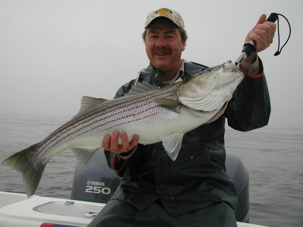 Photo of man holding up striped bass