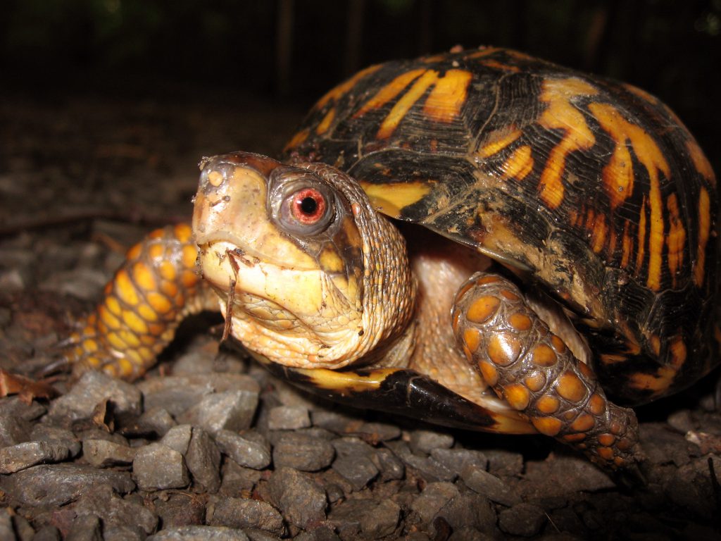 Photo of eastern box turtle