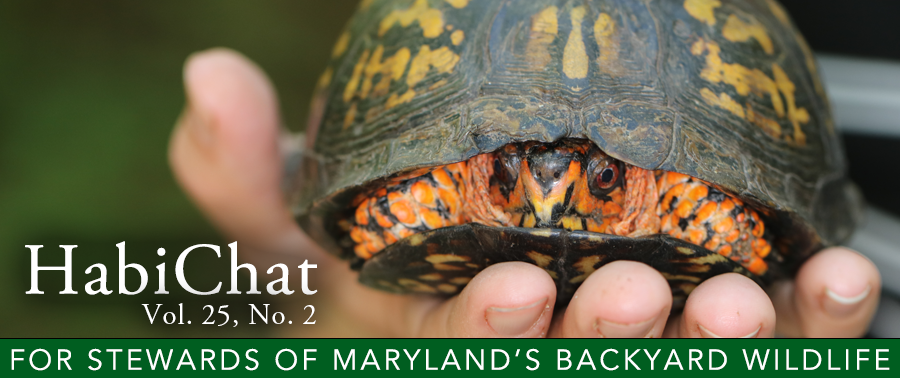 Image of box turtle held in a person's hand