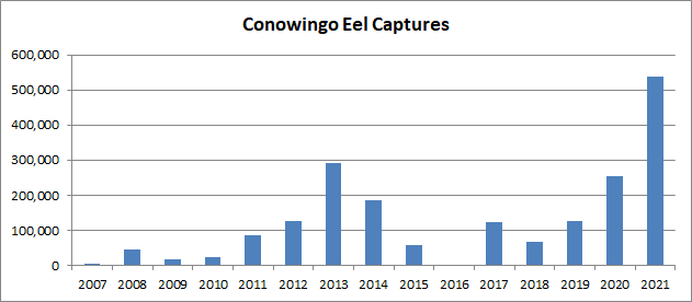 Chart of eel passage in Conowingo Dam, historic