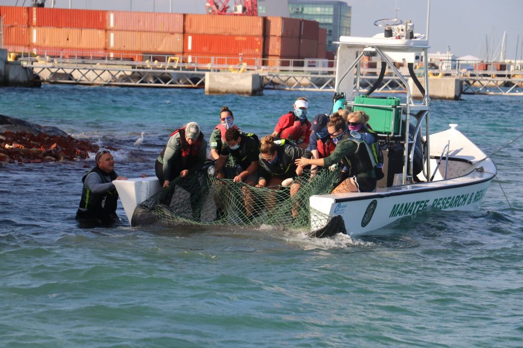 Photo of people on boat capturing manatee
