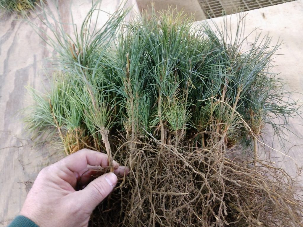 Photo of pine seedlings