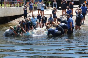 Photo of manatee being released