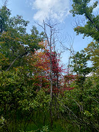Black Gum and Red Maple on Backbone Mountain