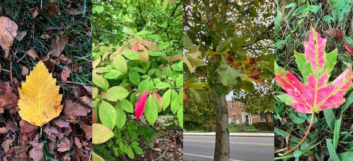 Various leaves changing color, yellows, reds and browns 
