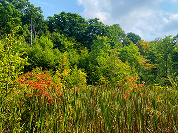 Black gum and red maple in wetland along Lostland Run Road