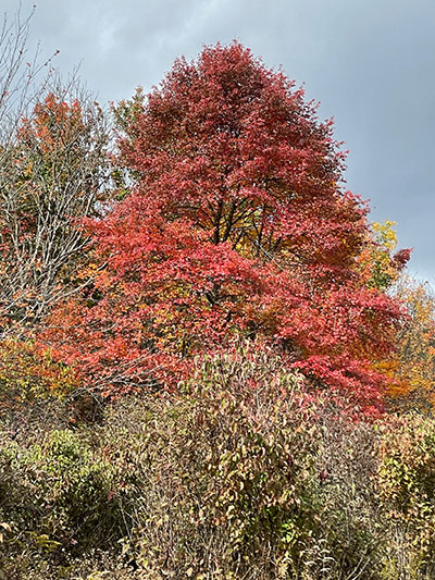 Tree with bright red leaves