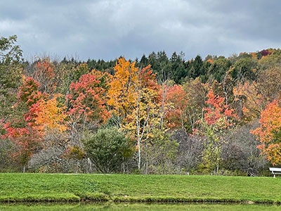 Fall trees along a pond