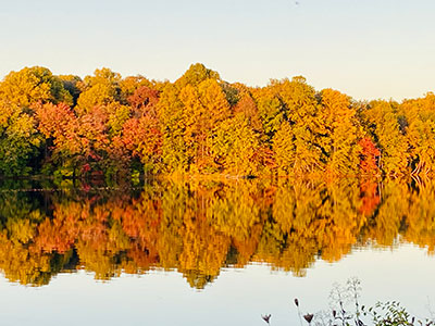 Golden trees by a lake
