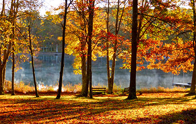 Fall trees by the lake