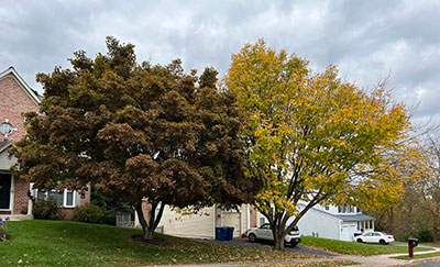 Fall trees in Eldersburg