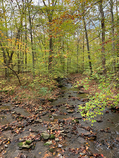 Stream in a fall forest