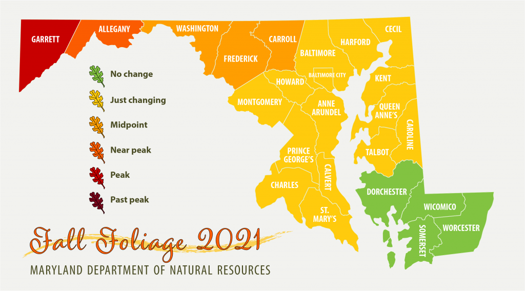 Map showing peak foliage in far Western Maryland and most of the state changing
