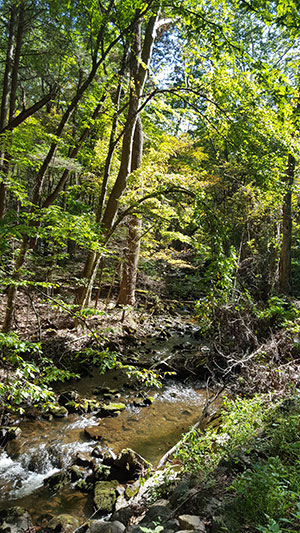 Trees along a stream