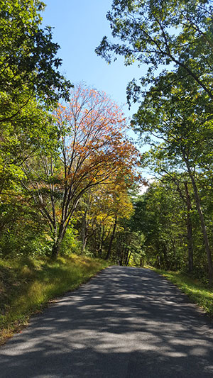Trees along a road