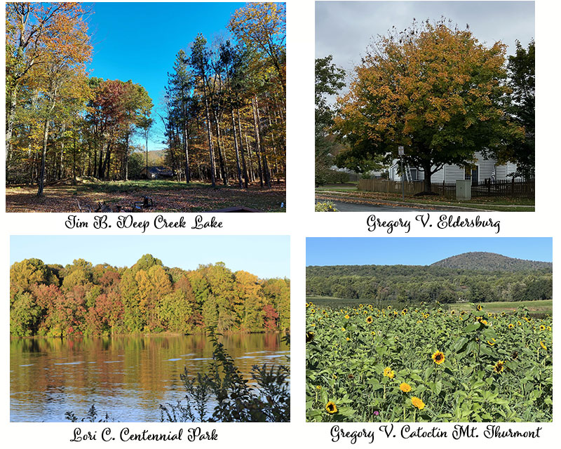 Photos of trees with fall leaves from Eldersburg, Deep Creek, Centennial Lake and Thurmont Maryland