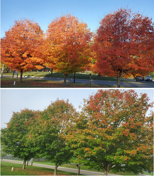 Tree comparison from this year and last. Last year the leaves were bright and colorful at this time. This year the colors are muted, more green and browns.