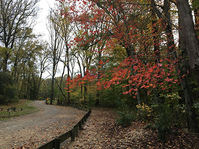 Fair Hill Road with fall trees