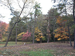 Fall tree line