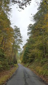 Fall Trees along a road