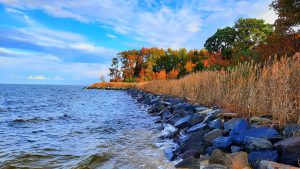 Fall trees on the shore of the Bay