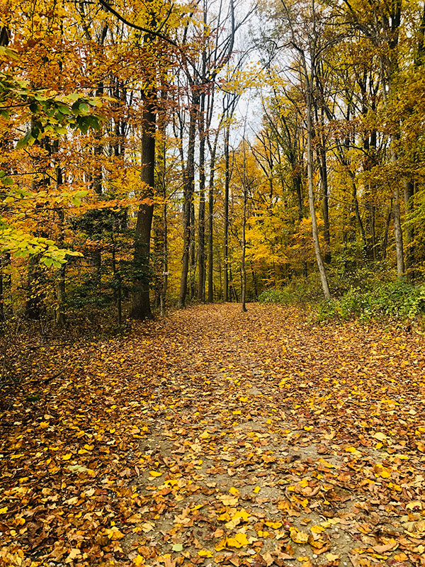 Yellow leaved trees line a trail at the park