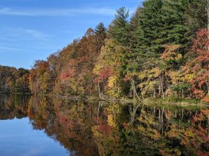 Fall trees along a lake