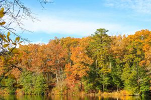 Fall trees along a lake