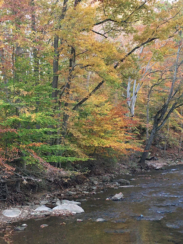 Fall trees along a stream at the park