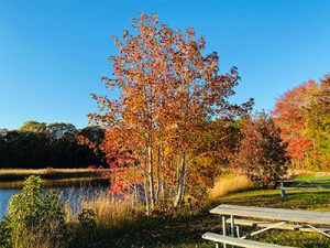 Fall trees around the lake