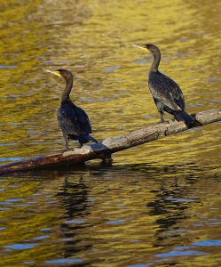 Double Crested Cormorant