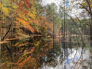 Fall trees surround a marsh