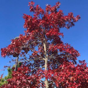 Tree with bright red leaves