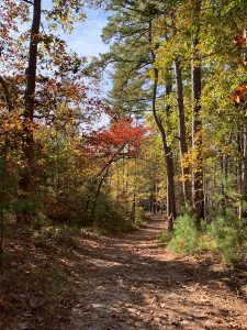 Trail with fall trees at Pocomoke State Forest