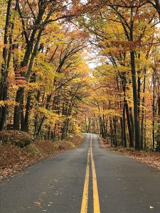 Road winding through yellow fall trees