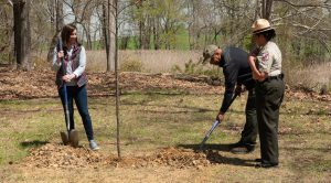 Photo of three people planting a tree