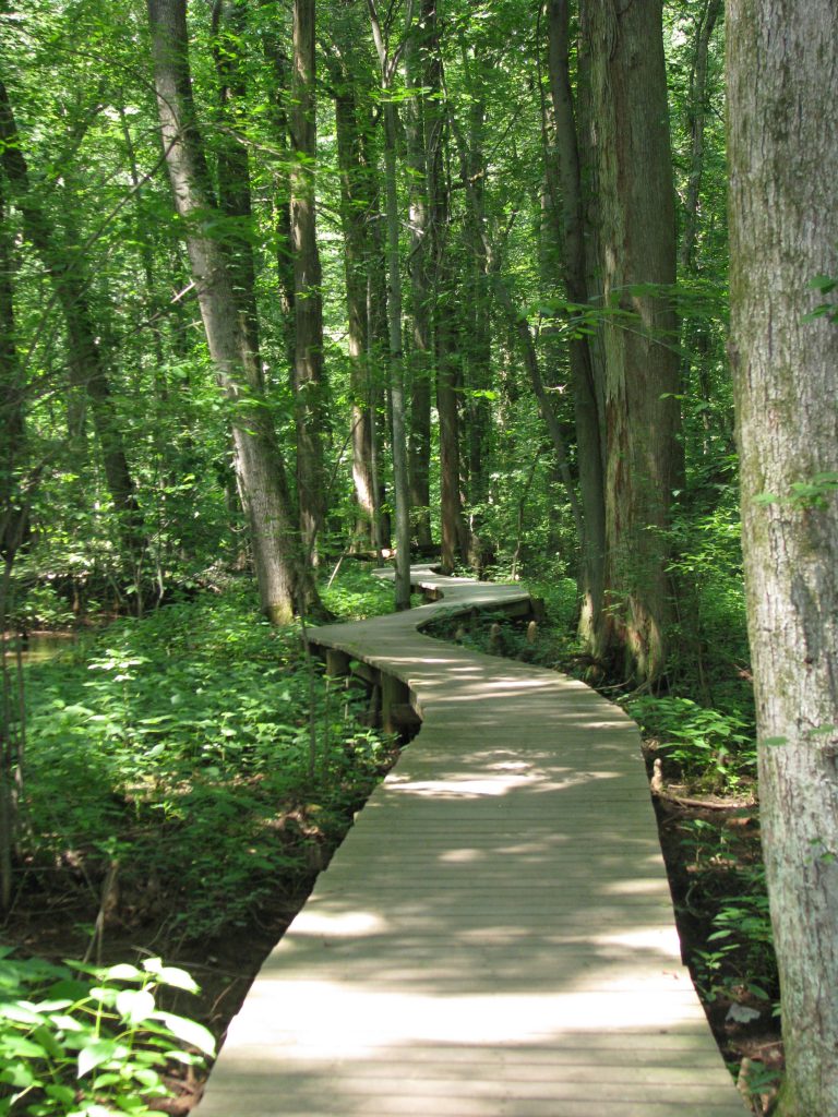 Photo of boardwalk trail through Battle Creek Cypress Swamp