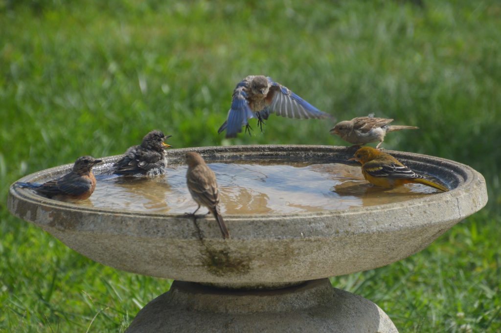 Photo of bluebird bath