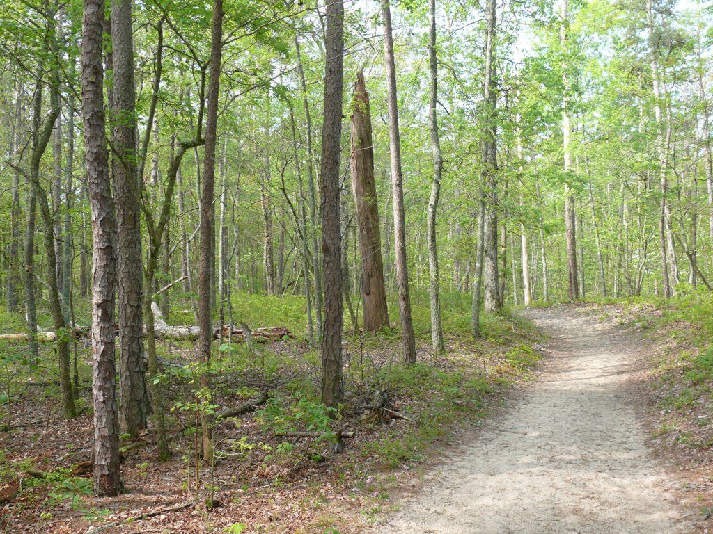 Photo of trail at Furnace Natural Area