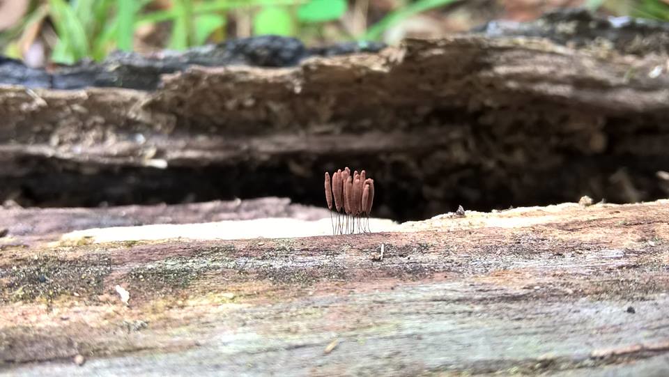 Photo of a slime mold on a log