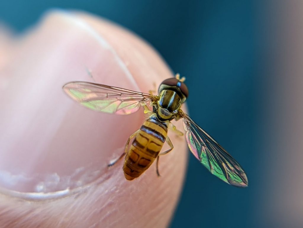 Photo of maize calligrapher fly