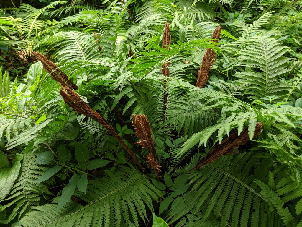 Photo of cinnamon fern by Edwin Guevara