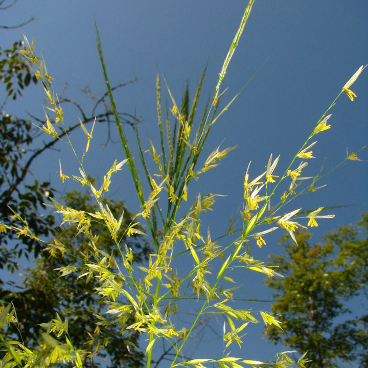 Photo of wild rice flower