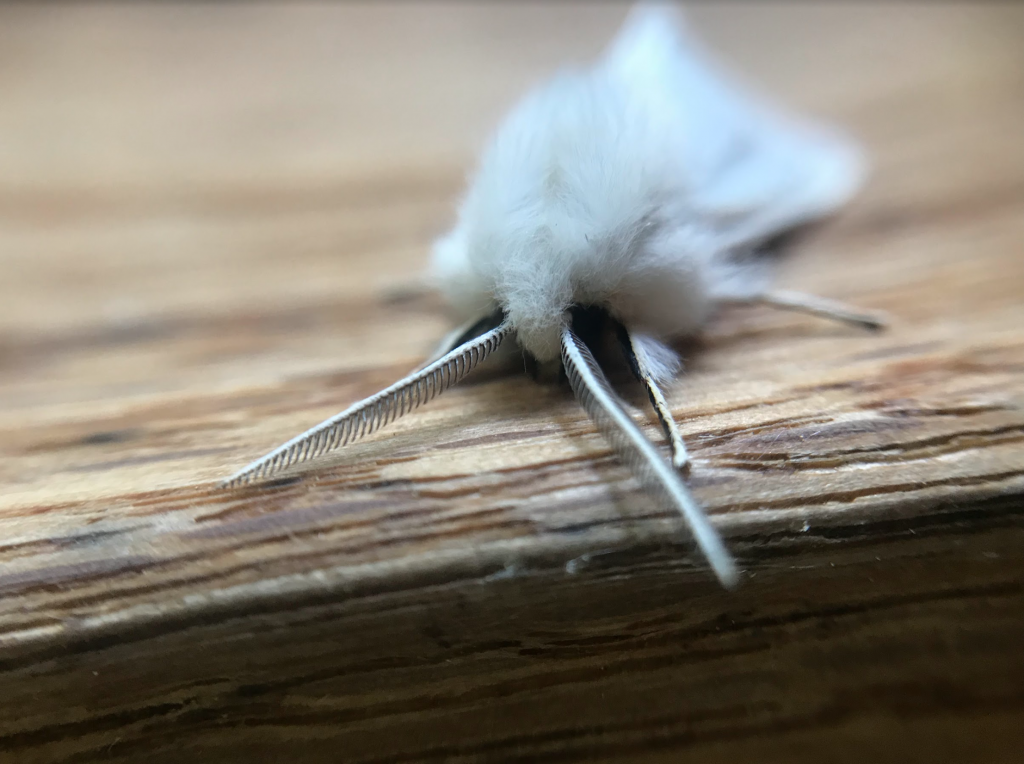 Photo of a fuzzy moth in macro