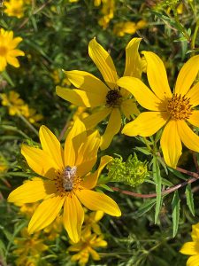 Yellow flowers in the pollinator garden
