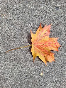 Leaf with yellow, orange and red
