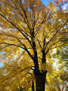Bright yellow leaves cover a dark tree