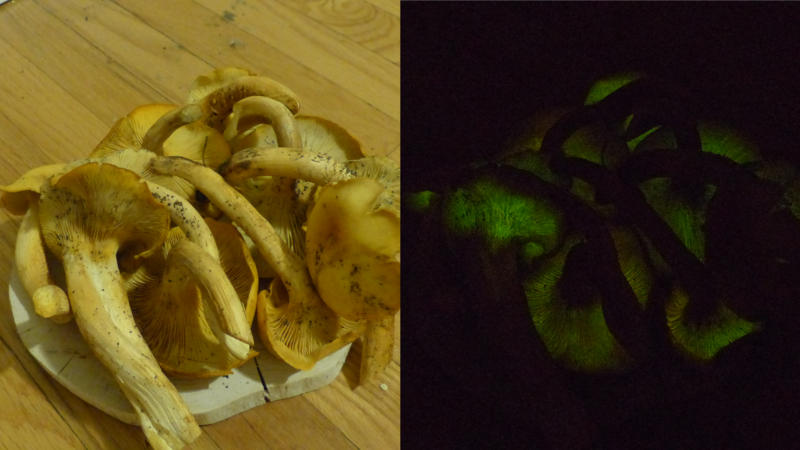 Photo of Jack-o-lantern mushrooms glowing at night